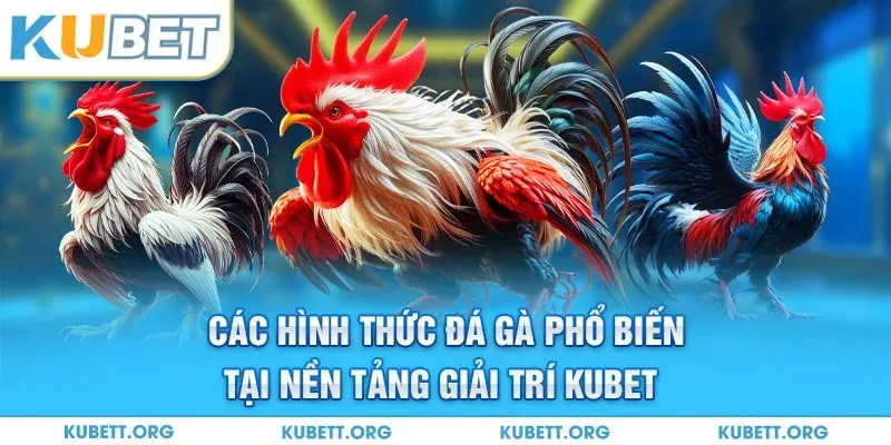 Các hình thức đá gà phổ biến tại nền tảng giải trí Kubet